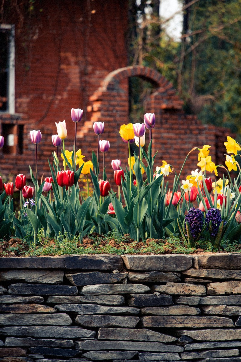 A row of colorful flowers in front of a brick wall and stone base.
