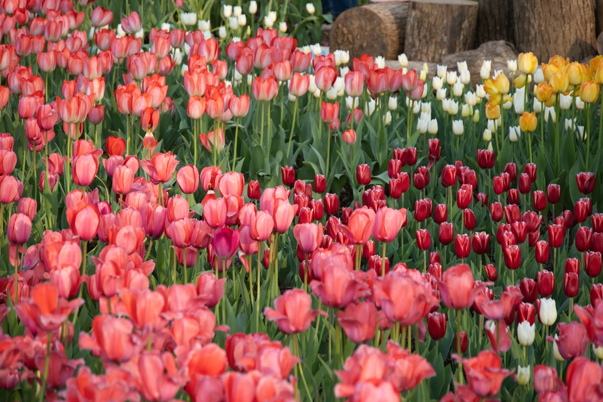 A wide view of pink, red, white, and yellow tulips in bloom.